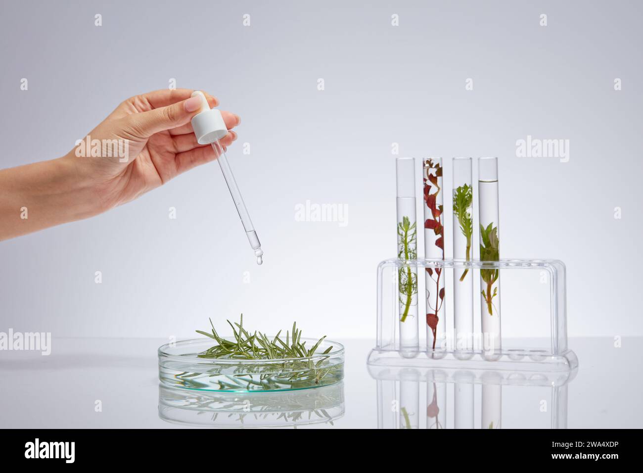 Advertising scene for cosmetic with seaweed ingredient. Lab glassware filled with different types of seaweed displayed on white background. Female han Stock Photo