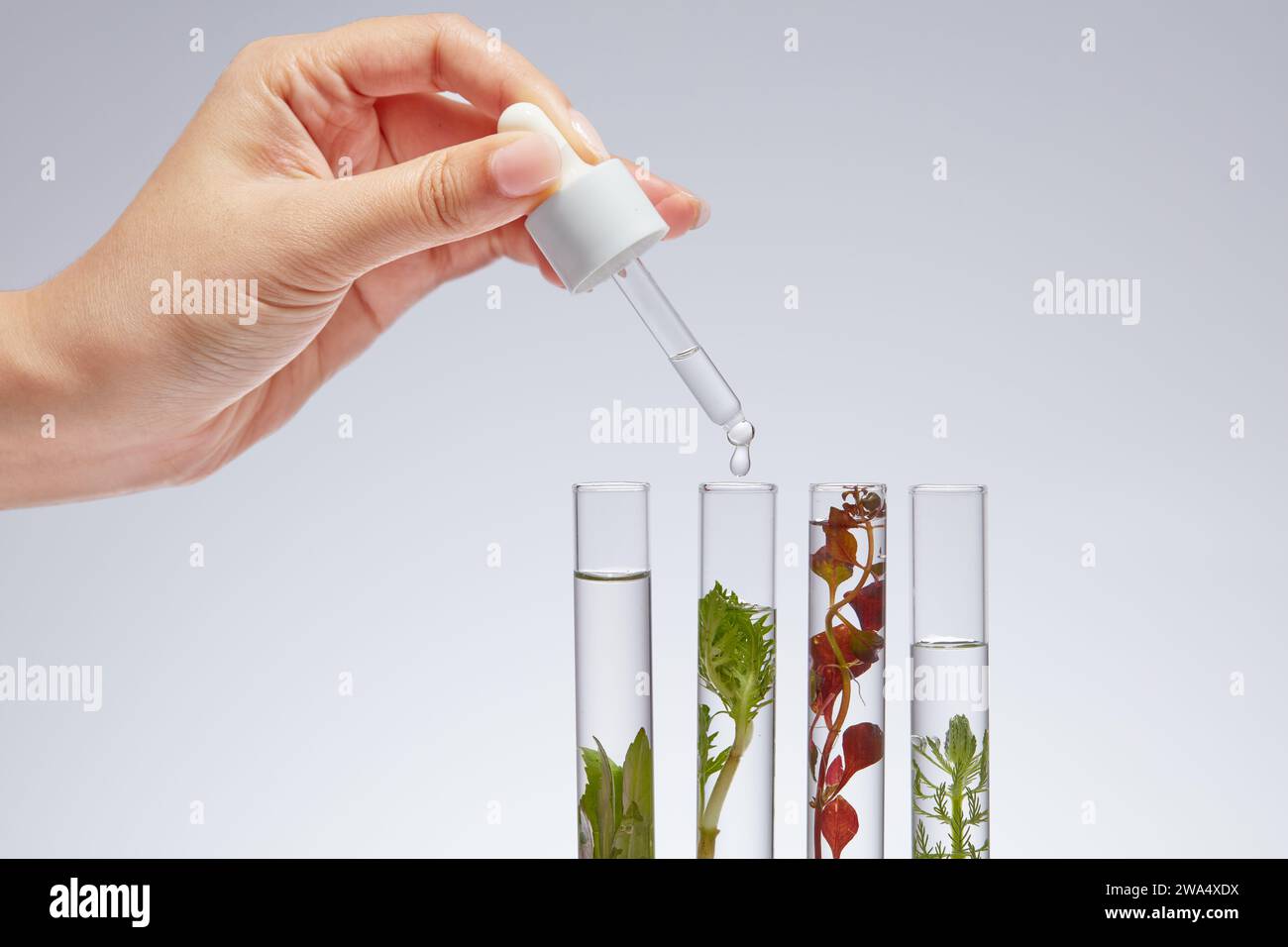 Female hand holding dropper and drop by drop of substance into test tubes containing samples of different types of seaweed on white background. Seawee Stock Photo