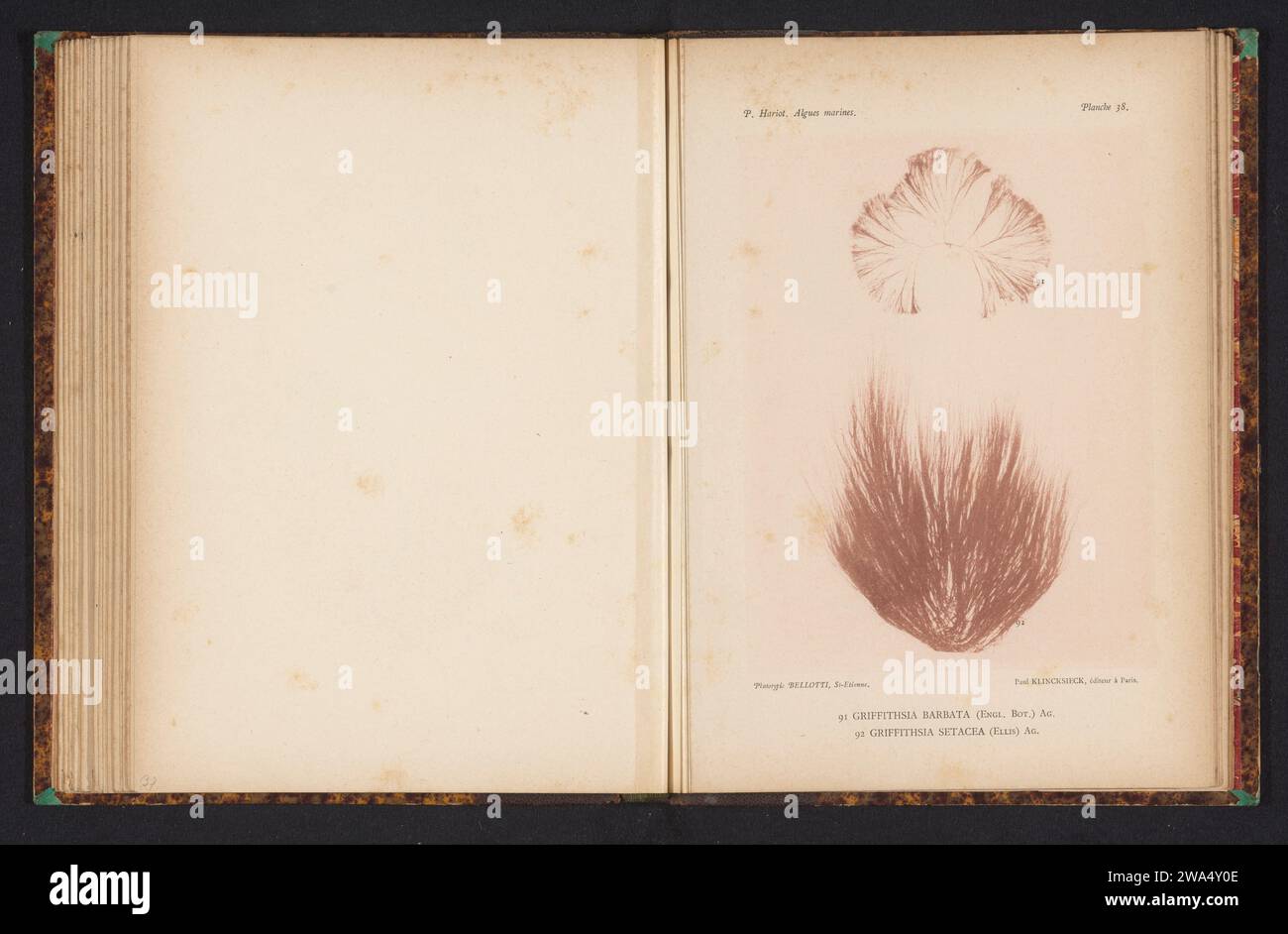 Two types of seaweed, anonymous, c. 1882 - in or before 1892 photomechanical print (91) is Griffithsia barbata, (92) is Griffithsia setacea. FranceSaint-ÉtiennePublisher: Paris paper collotype algae, seaweed Stock Photo