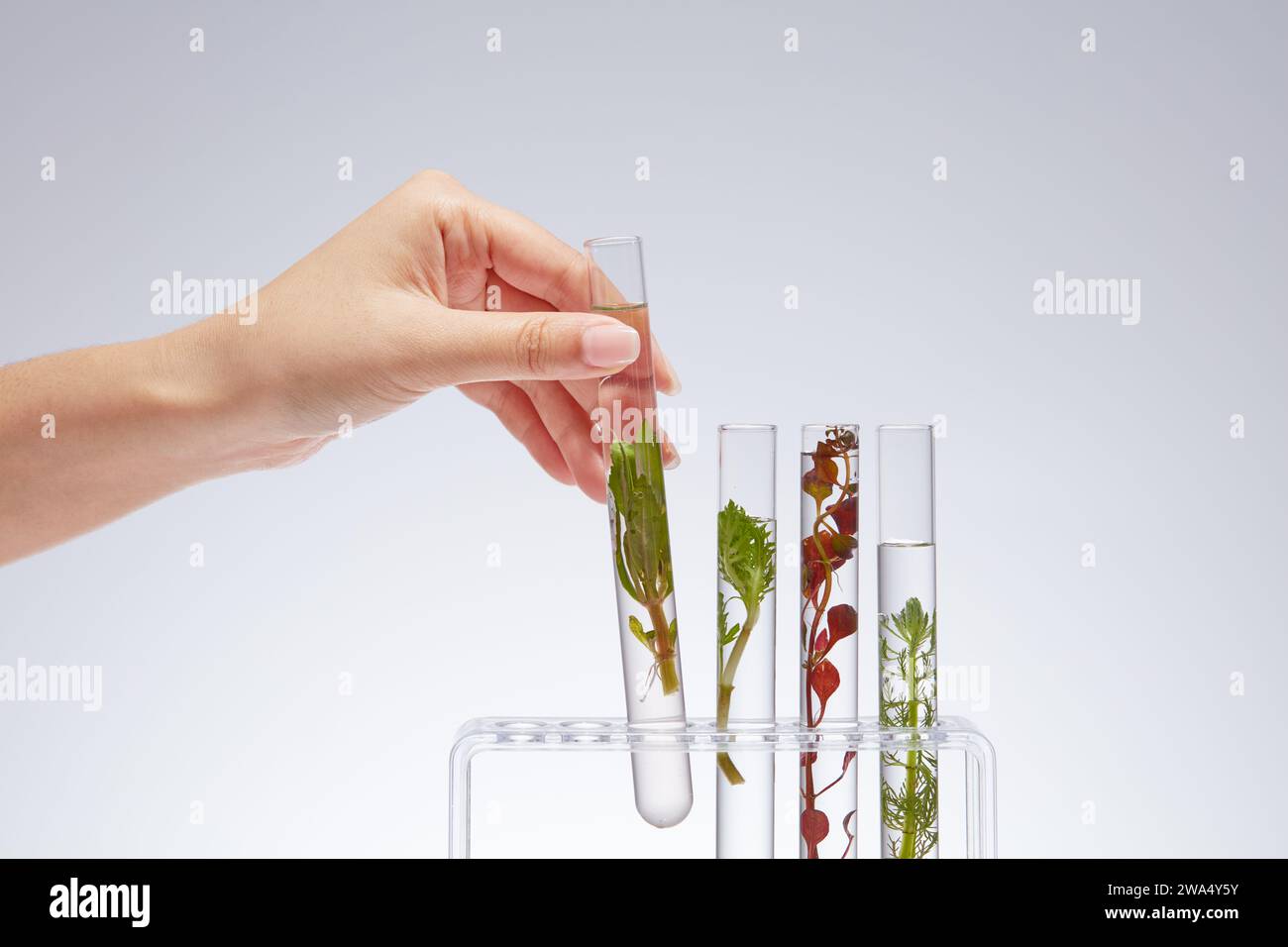 On the rack are test tubes containing test samples of different types of seaweed on a white background. Female hand lifting a test tube out of the rac Stock Photo