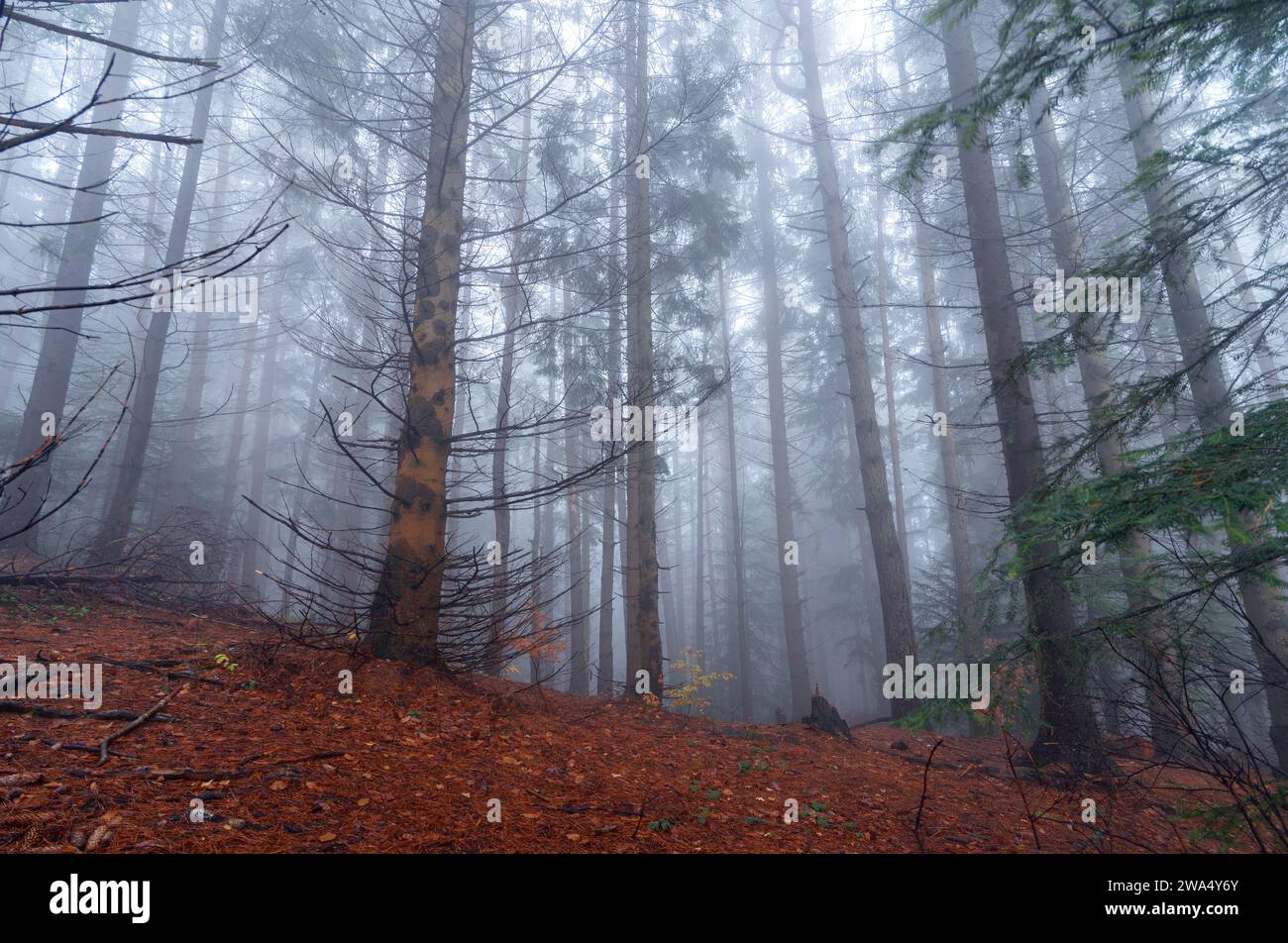 Dark misty grass background hi-res stock photography and images - Alamy
