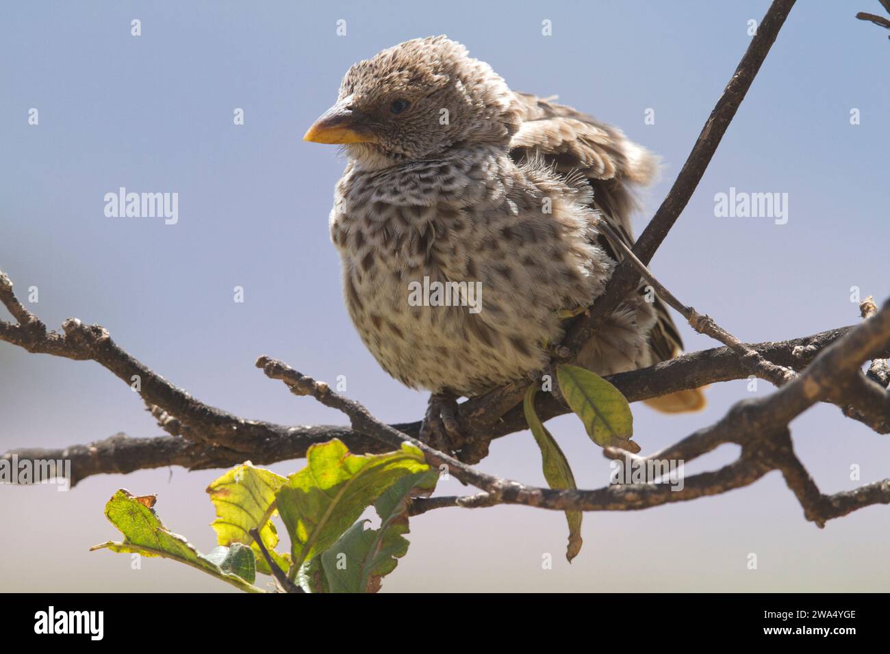 The rufous-tailed weaver (Histurgops ruficauda) Perched on a twig This bird is a species of songbird found in Tanzania. Stock Photo