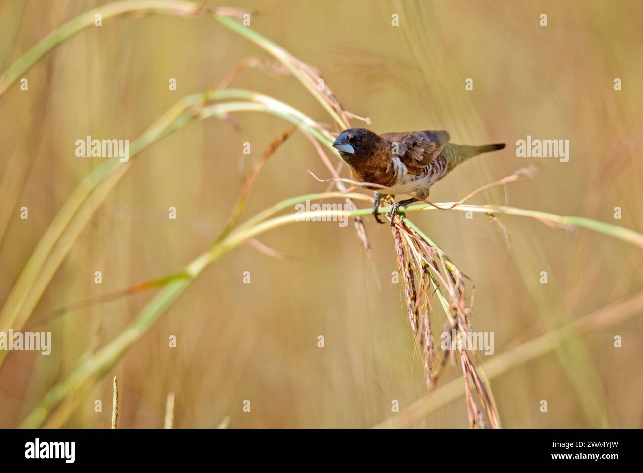 The bronze mannikin or bronze munia (Spermestes cucullata) perched on a blade of grass This bird is a small passerine (i.e. perching) bird of the Afro Stock Photo
