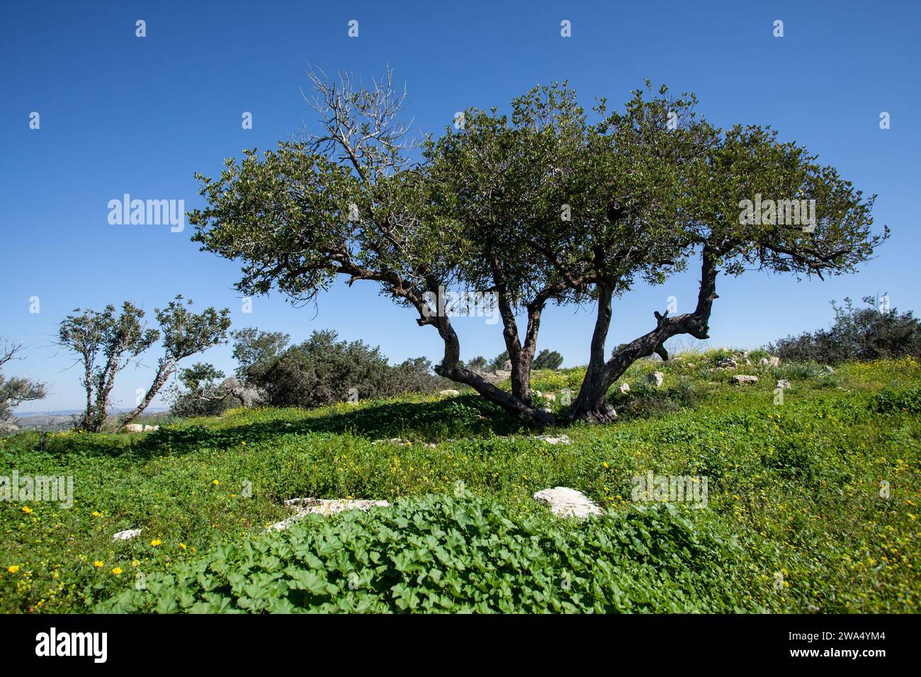 Carob seed pods hi-res stock photography and images - Alamy