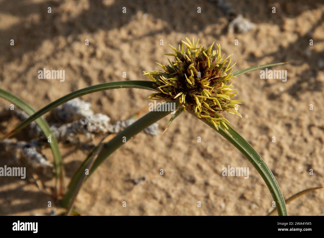 Cyperus capitatus flowering on sand dunes Photographed in the Mediterranean Coastal plains, Israel Stock Photo