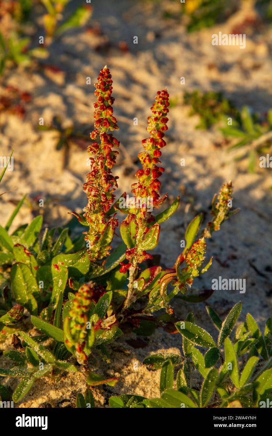 Horned dock plant (Rumex bucephalophorus) in flower. Photographed in the Mediterranean Coastal plains, Israel in March Stock Photo