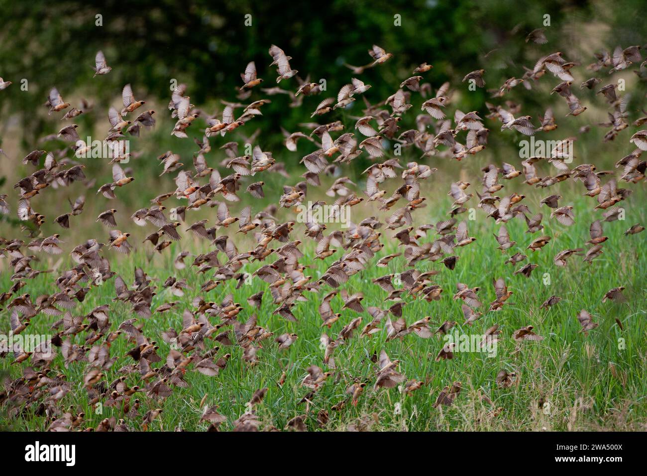 Red-billed quelea (Quelea quelea) flock. Red-billed queleas flying in a huge flock. This is the most abundant wild bird in the world. It is found in s Stock Photo
