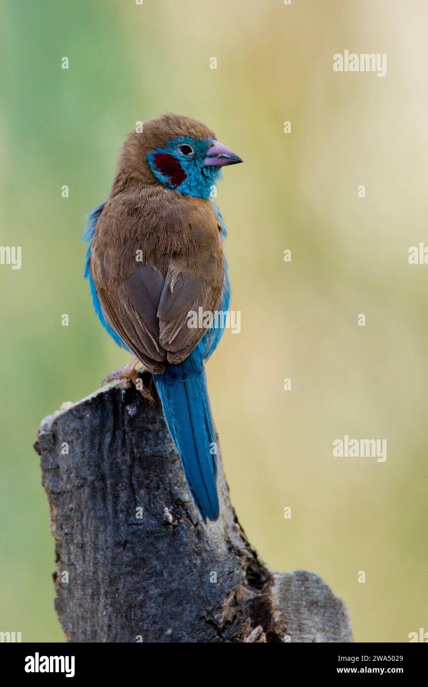 Red-cheeked cordon-bleu (Uraeginthus bengalus) on a log. Photographed in Kenya, Africa. The red-cheeked cordon-bleu or red-cheeked cordonbleu (Uraegin Stock Photo