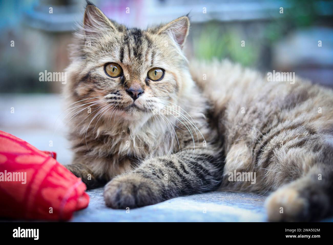 The cat commonly referred to as the domestic cat or house cat, is the