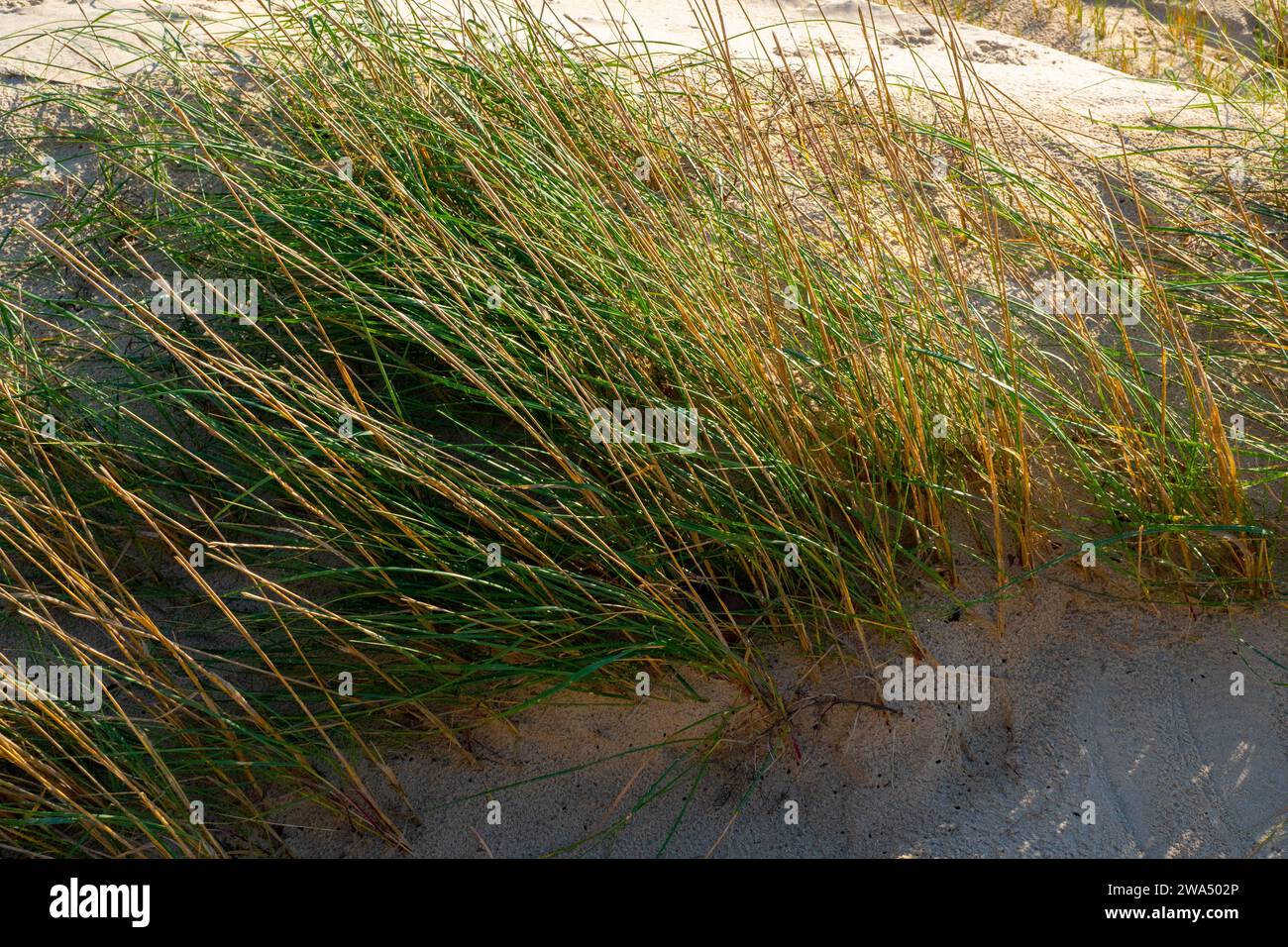 Elymus pungens, the sea couch grass, is a species of grass of the genus Elymus in the family Poaceae. It is a common grass species native to Europe an Stock Photo