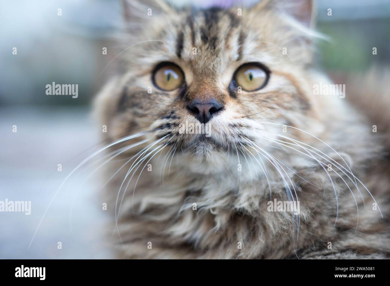 The cat commonly referred to as the domestic cat or house cat, is the