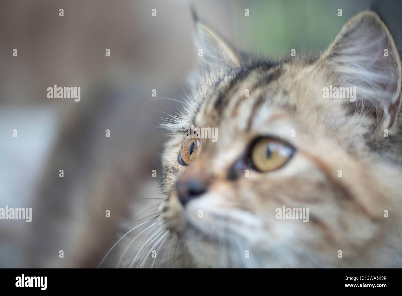 The cat commonly referred to as the domestic cat or house cat, is the