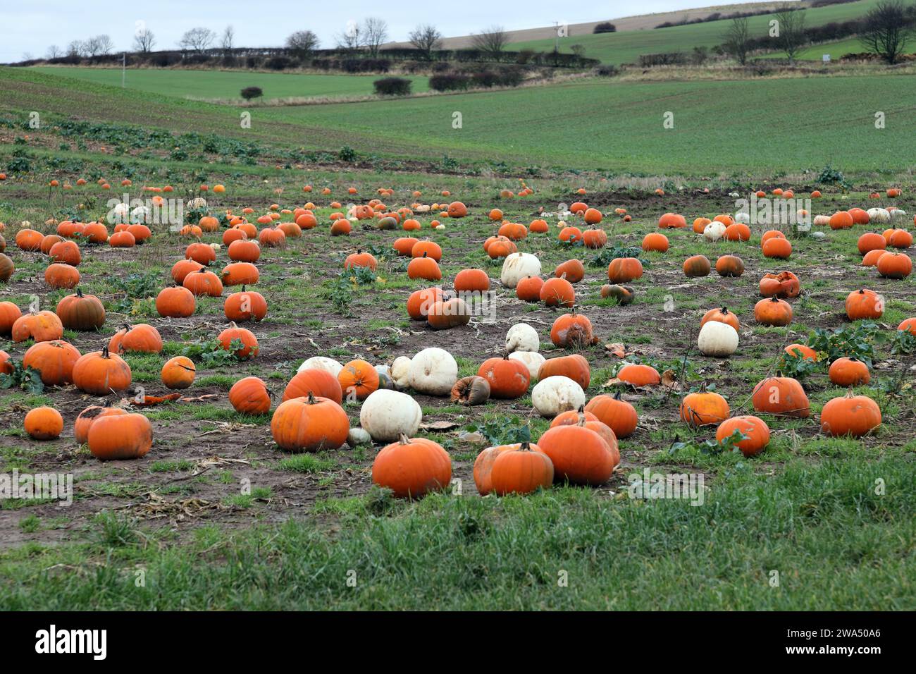 A Mixture of Ripe and Rotting Pumpkins in a Field in November, St Abbs, Scotland, UK Stock Photo