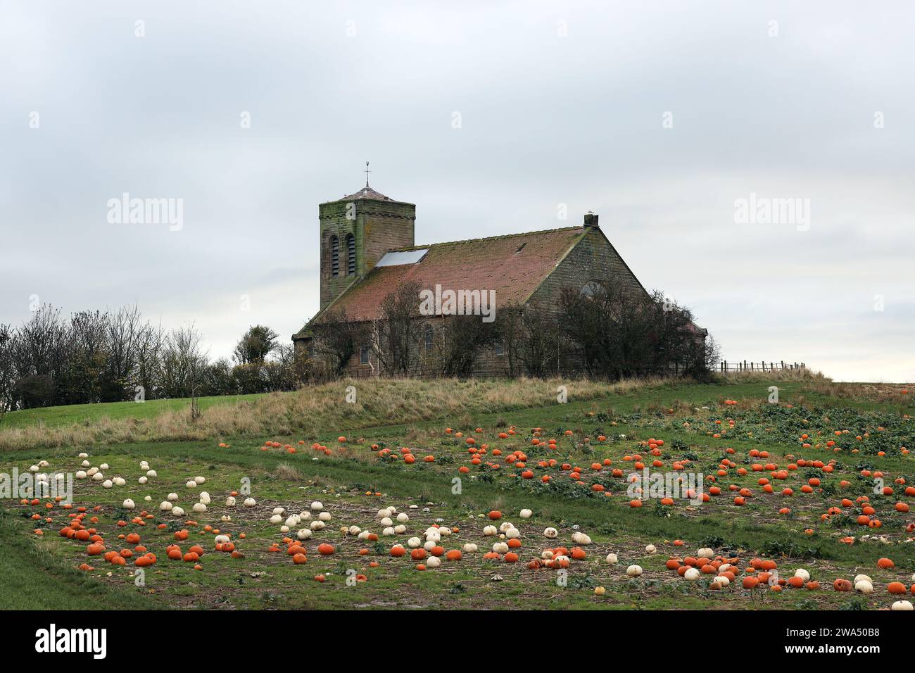 A Field of Pumpkins with a Storm Damaged St Abbs Parish Church in the Background, St Abbs, Scotland, UK Stock Photo