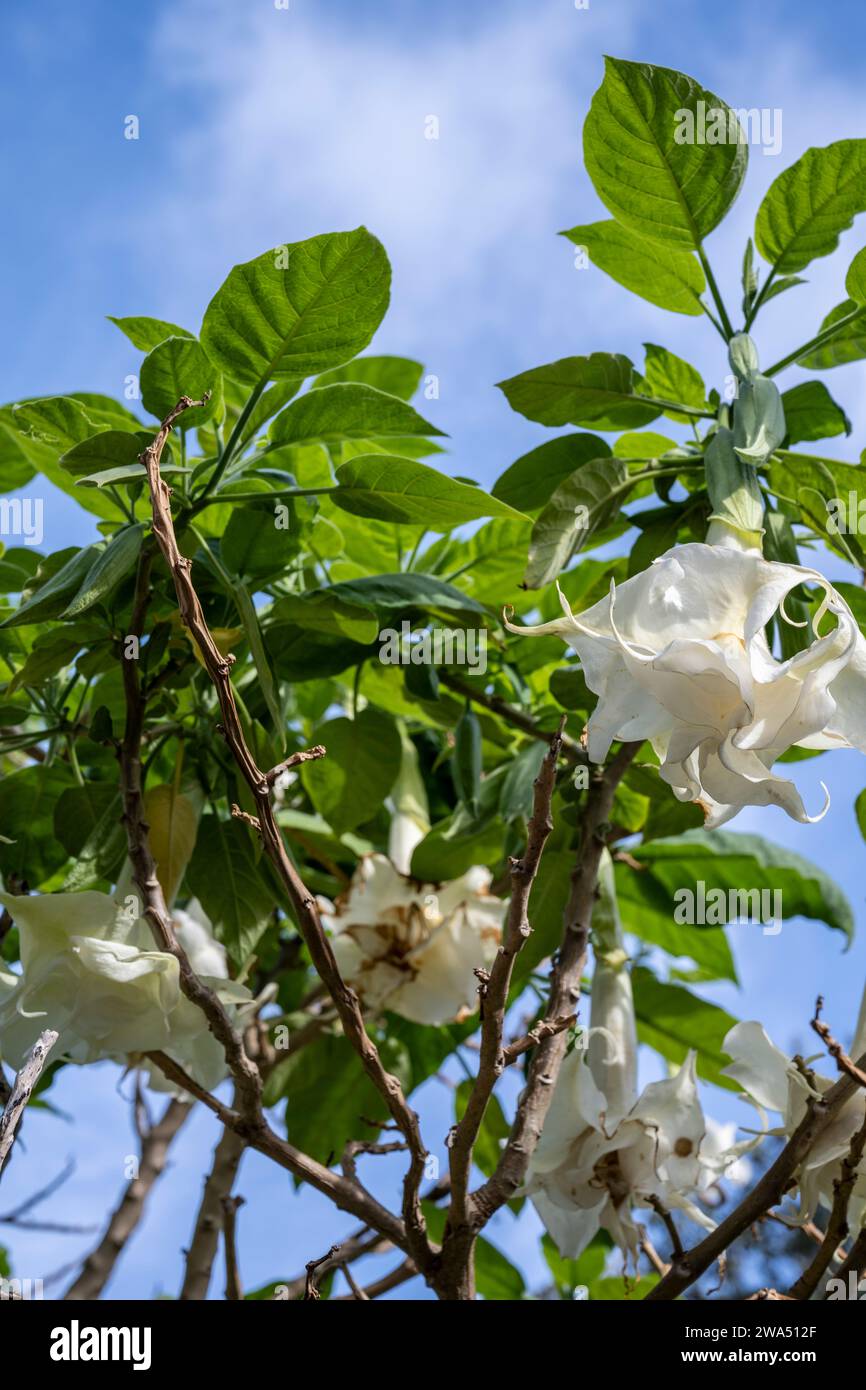 Brugmansia arborea, the angel's trumpet, is a species of flowering plant in the family Solanaceae. The IUCN has classed Brugmansia arborea as Extinct Stock Photo