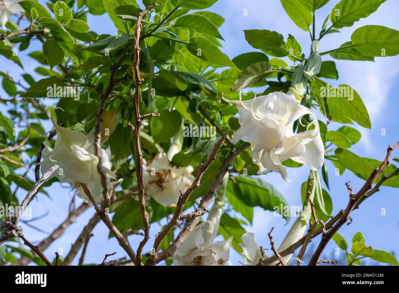 Brugmansia arborea, the angel's trumpet, is a species of flowering plant in the family Solanaceae. The IUCN has classed Brugmansia arborea as Extinct Stock Photo