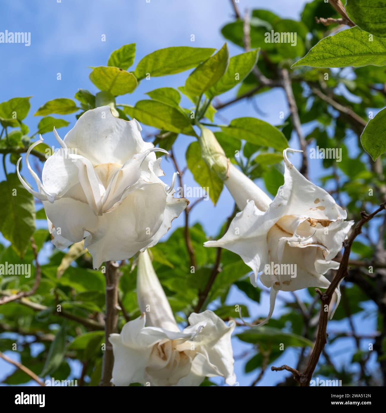 Brugmansia arborea, the angel's trumpet, is a species of flowering plant in the family Solanaceae. The IUCN has classed Brugmansia arborea as Extinct Stock Photo
