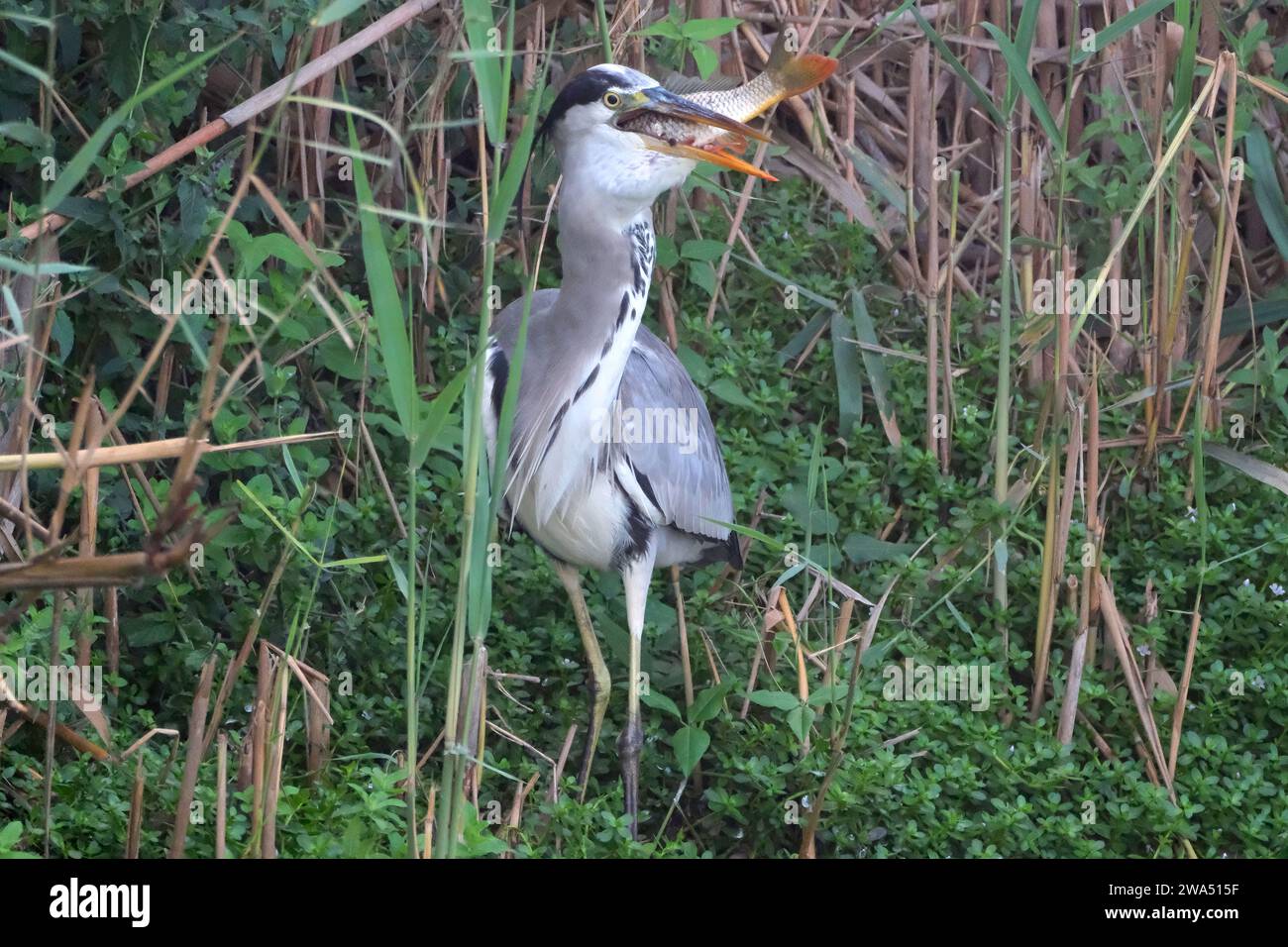 Grey heron (Ardea cinerea) feeding on fish in a water pond. This large bird hunts in lakes, rivers and marshes, catching fish or small animals with a Stock Photo