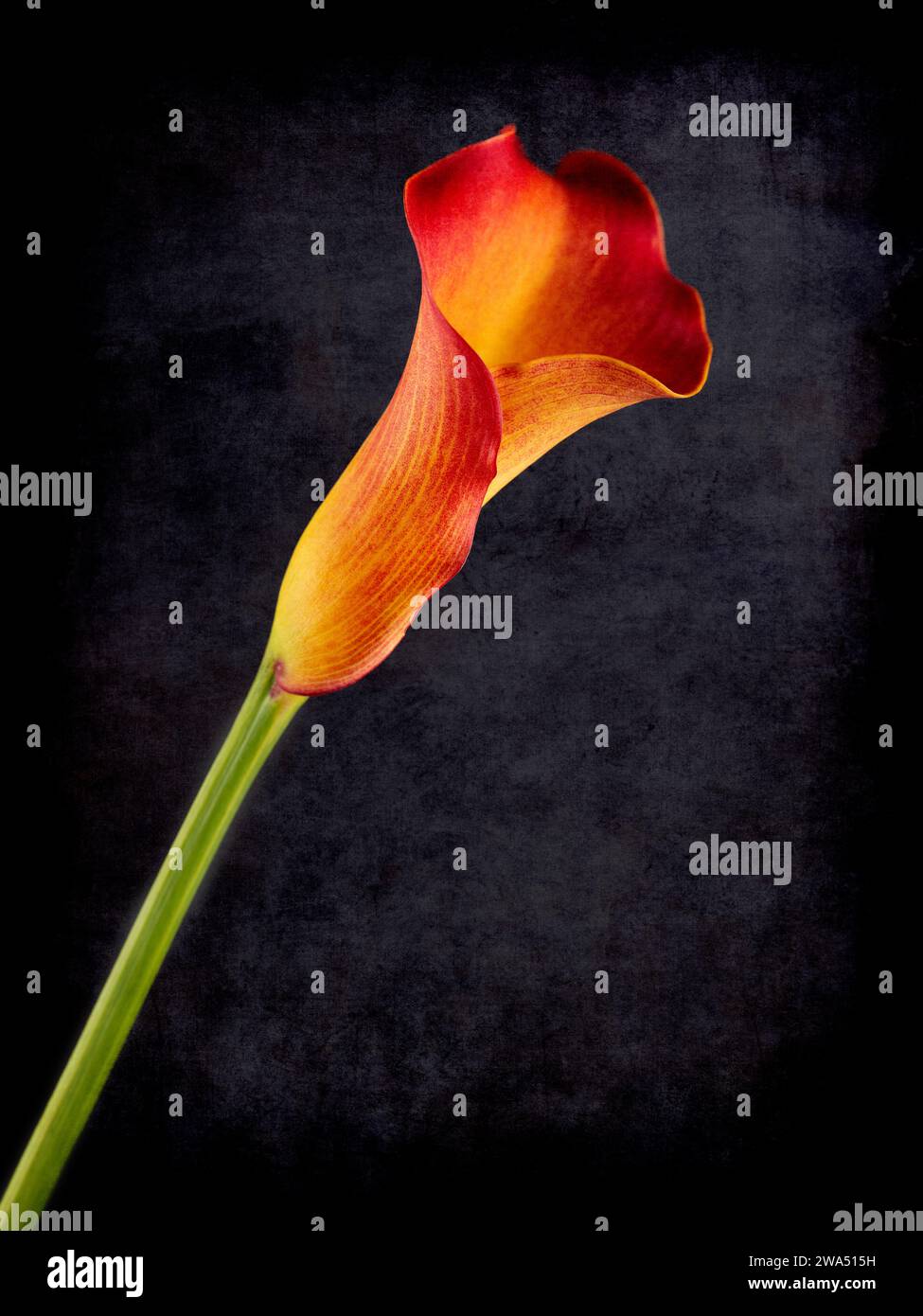 Orange Calla flowers on dark black background Stock Photo