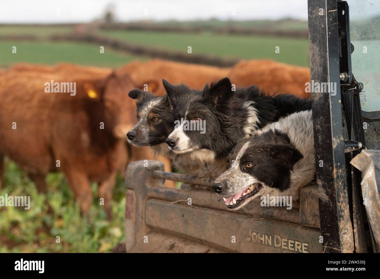 sheepdog, collies in a gator with cattle behind Stock Photo