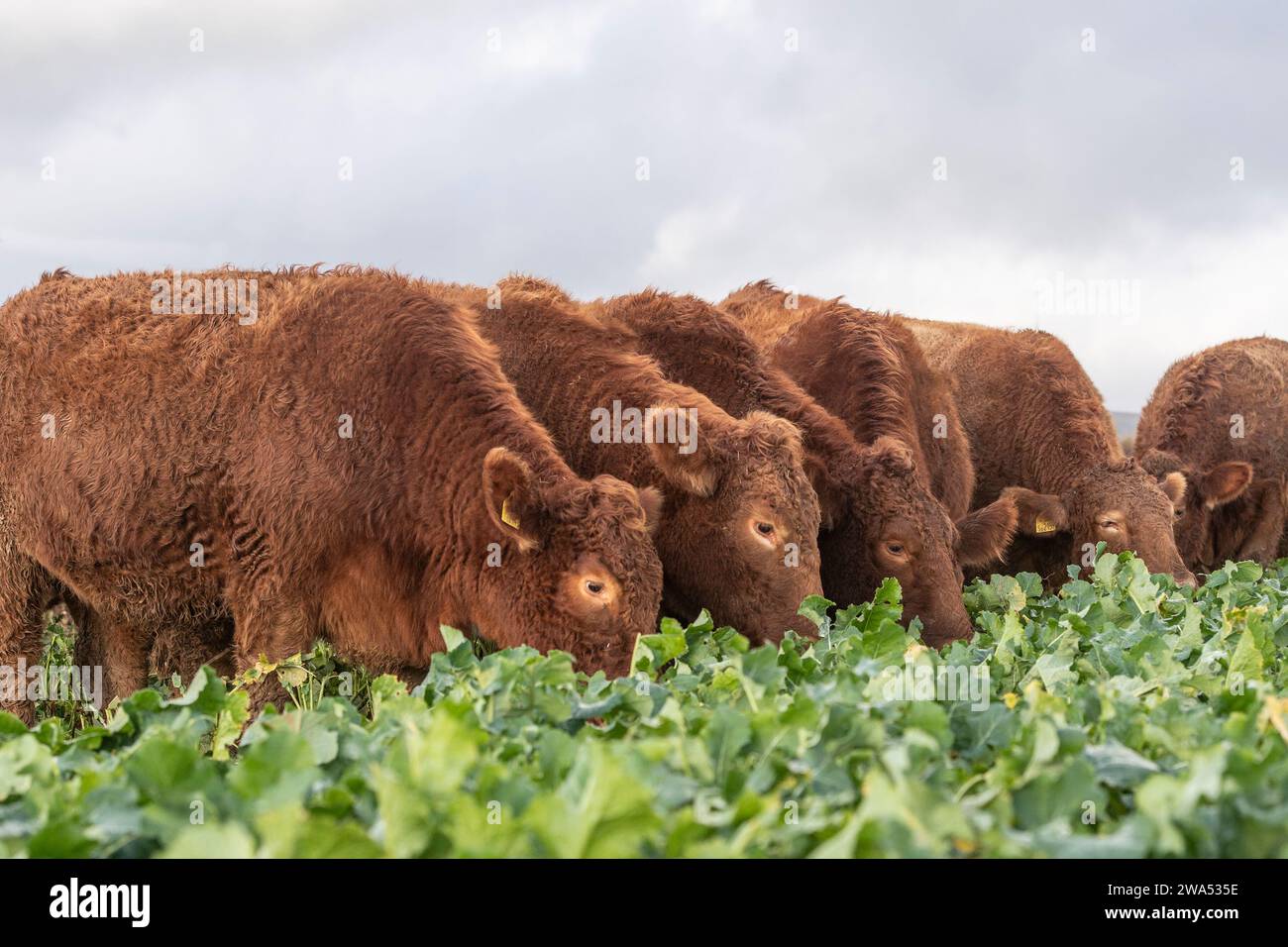 South Devon Cows grazing kale Stock Photo