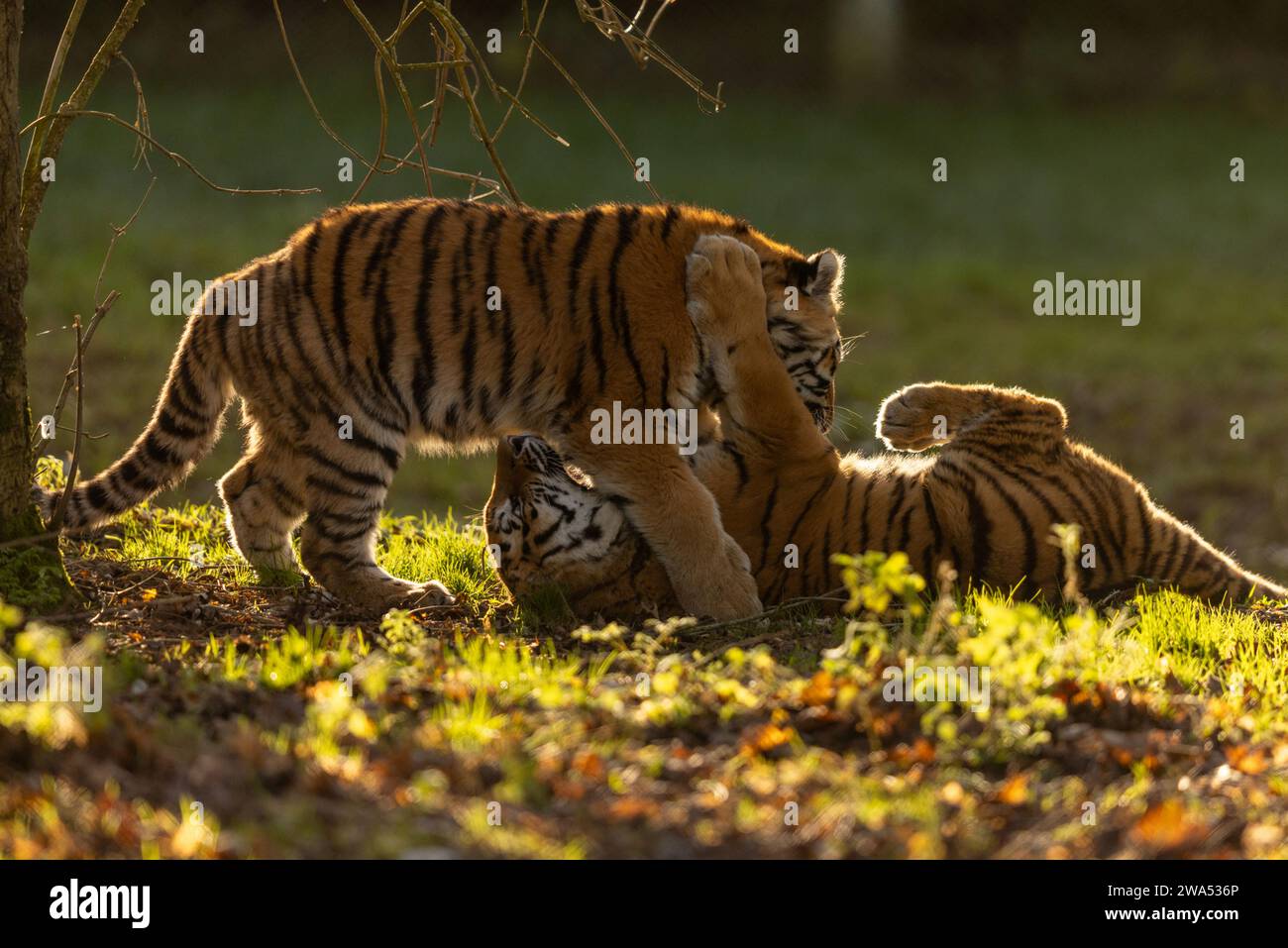 Tiger years hi-res stock photography and images - Alamy
