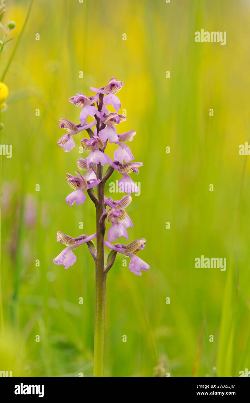 Green-winged orchid, Anacamptis morio, Winks Meadow, Suffolk Wildlife Trust, May, Spring, Wildflower Stock Photo