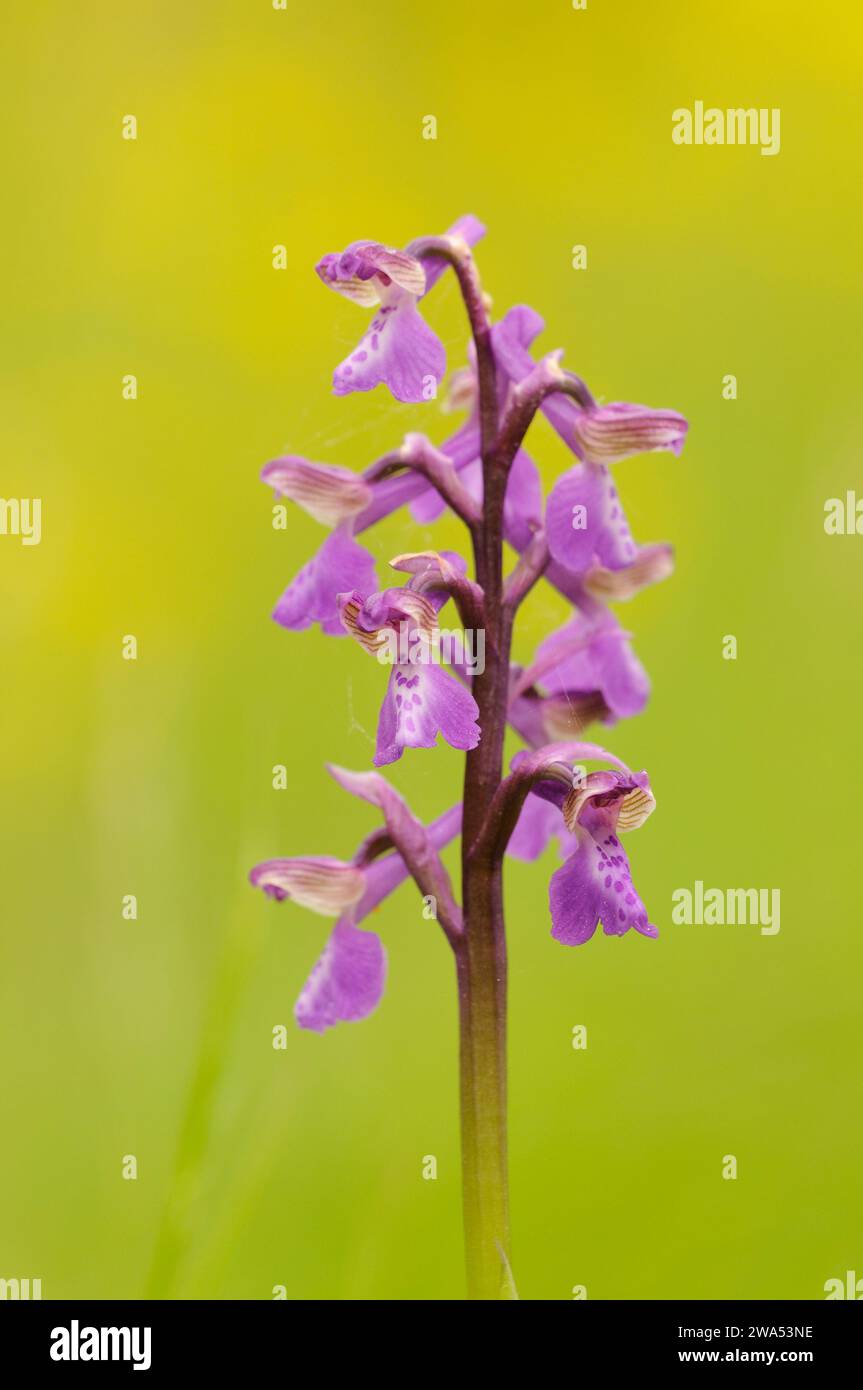 Green-winged orchid, Anacamptis morio, Winks Meadow, Suffolk Wildlife Trust, May, Spring, Wildflower Stock Photo