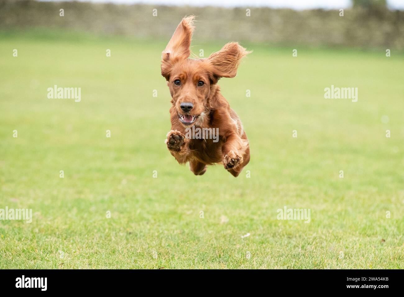 Working Cocker action shot Stock Photo