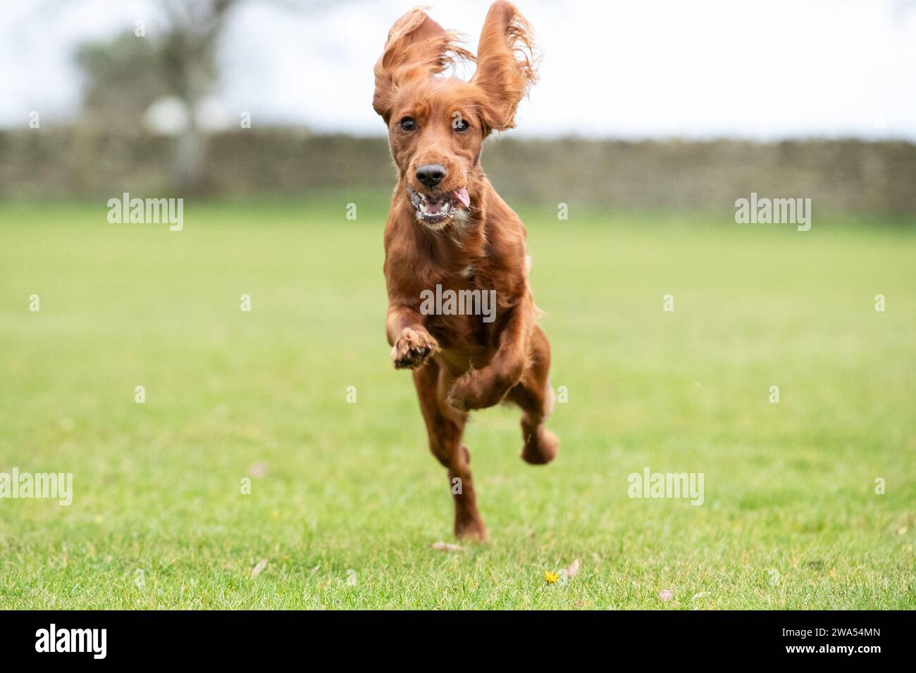 Working Cocker bouncing Stock Photo