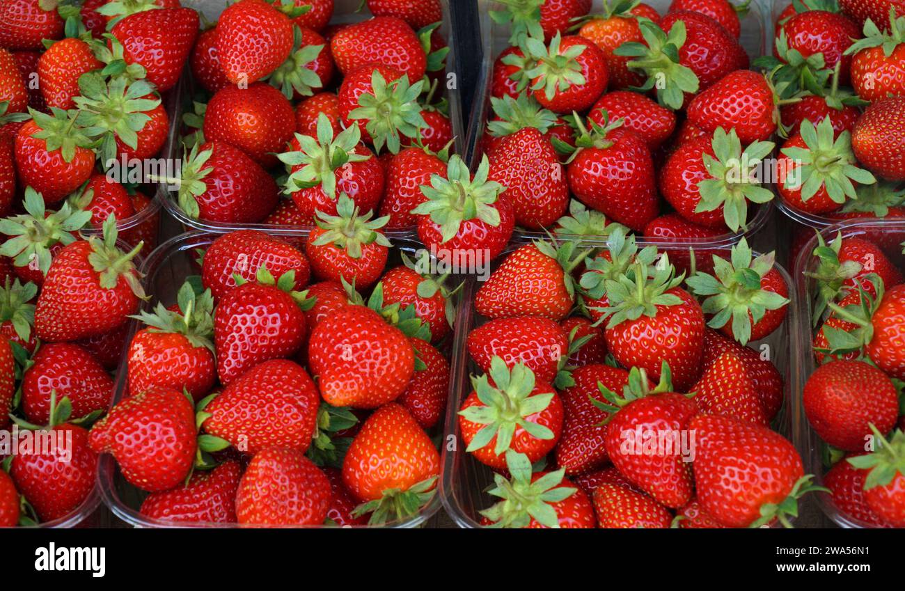 Ripe Red Strawberries background in punnets Stock Photo