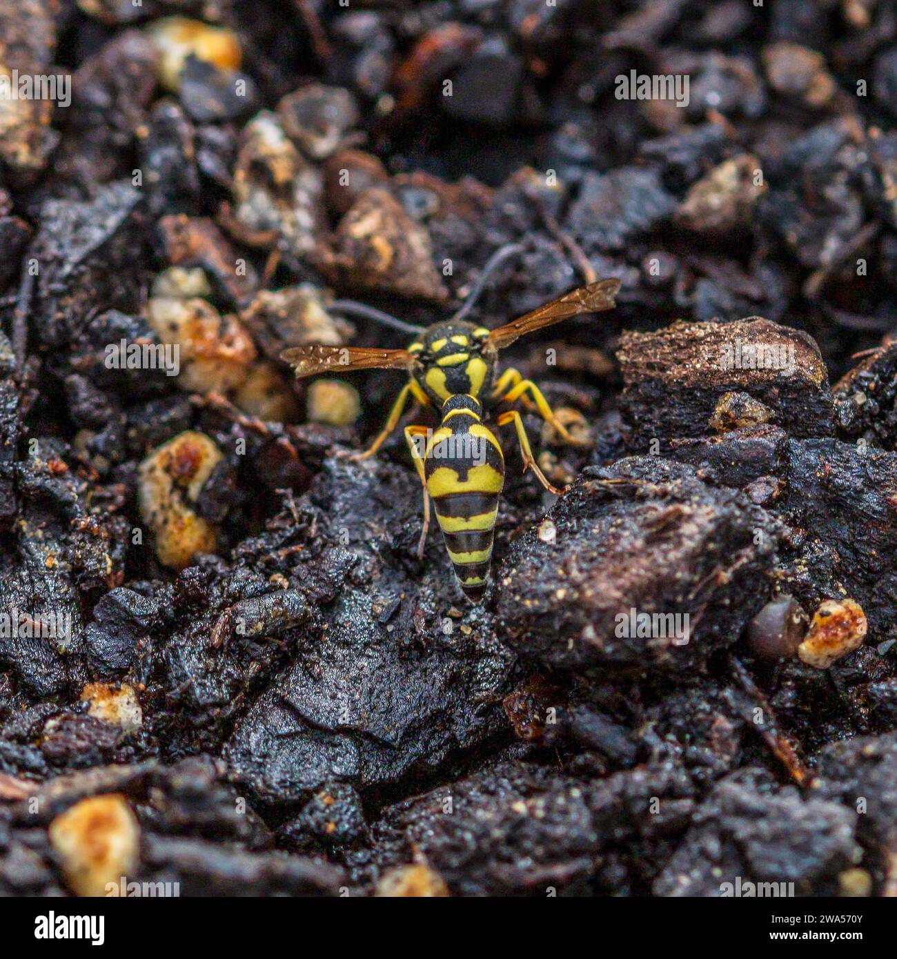 Eumenes mediterraneus Wasp Stock Photo