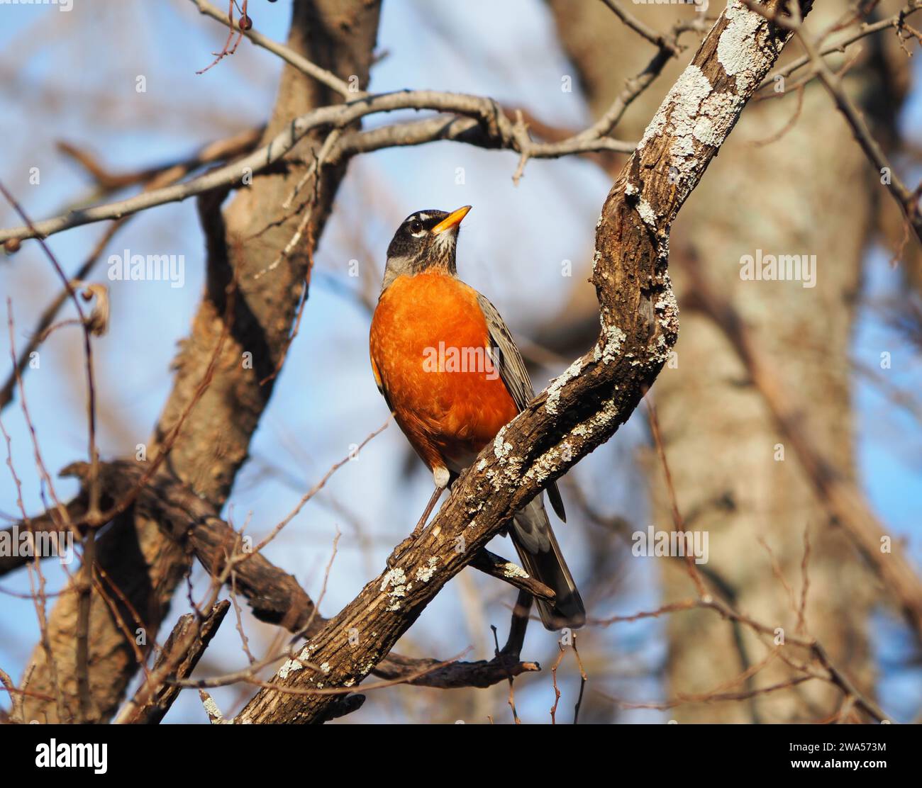 American Robin perched in a tree Stock Photo