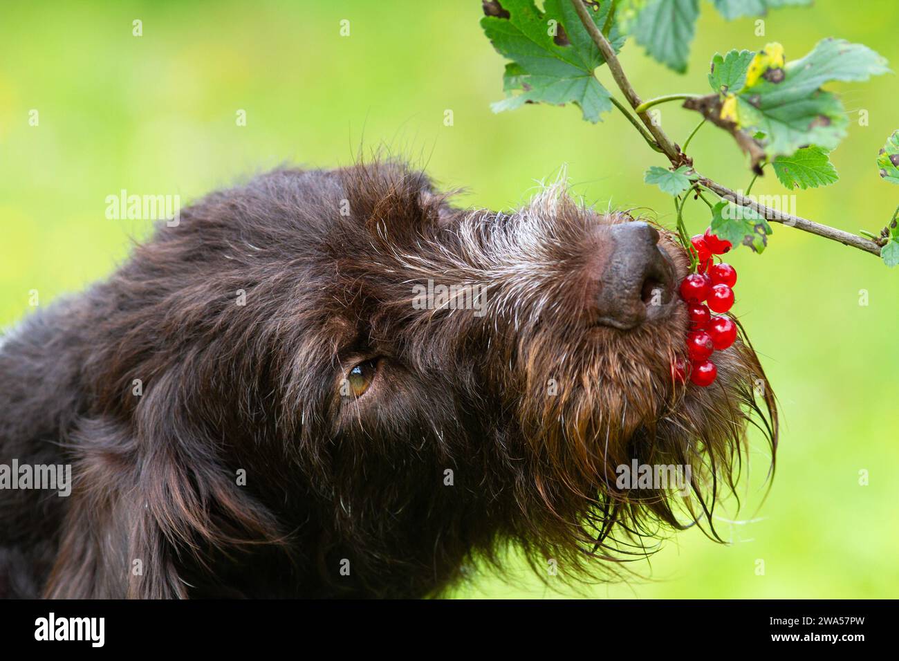 The dog eats red currant berries right from the branch. Close-up. Stock Photo