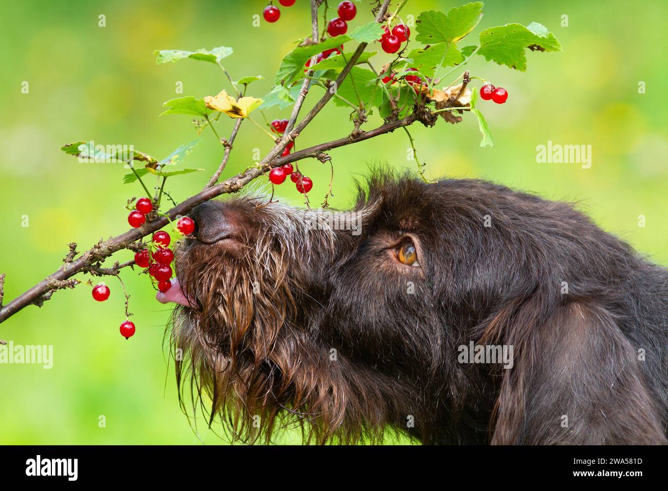 The dog eats red currant berries directly from the branch. The tip of the tongue touches the berries. Close-up. Stock Photo
