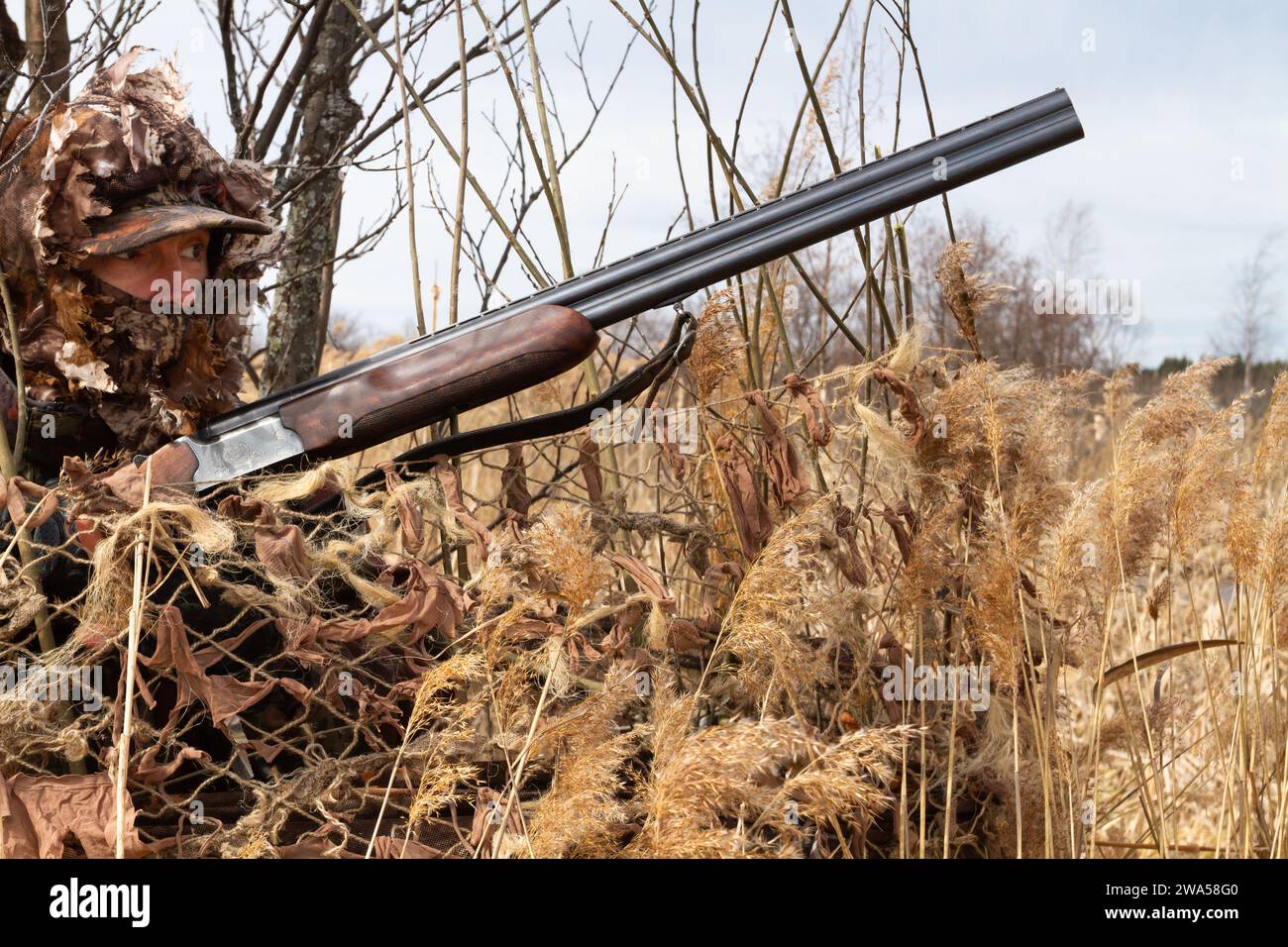 A camouflaged duck hunter looks out from a masked hideout. He's holding a shotgun. Stock Photo