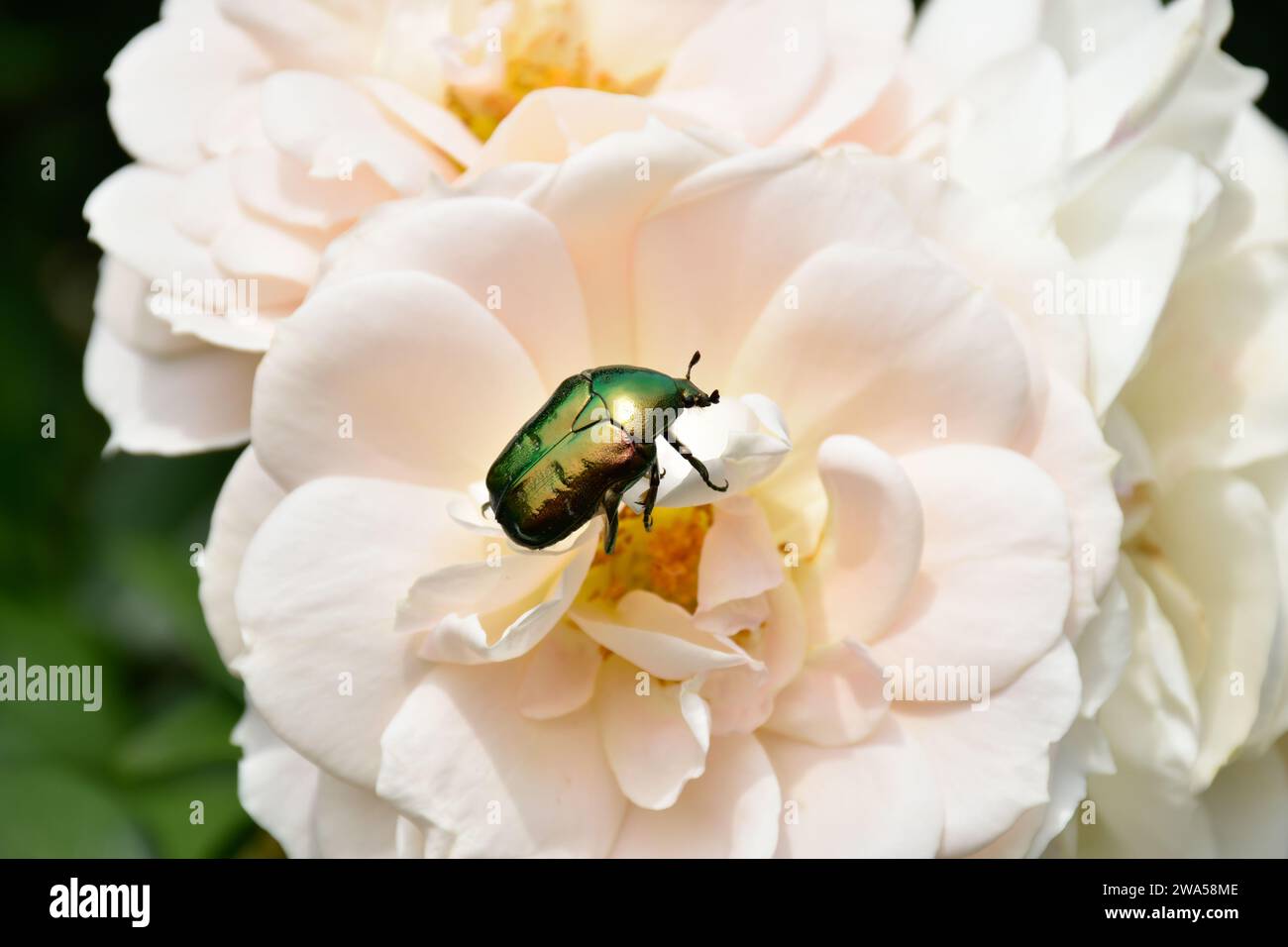 Big green bug sitting on white rose bud, insect on flower in summer