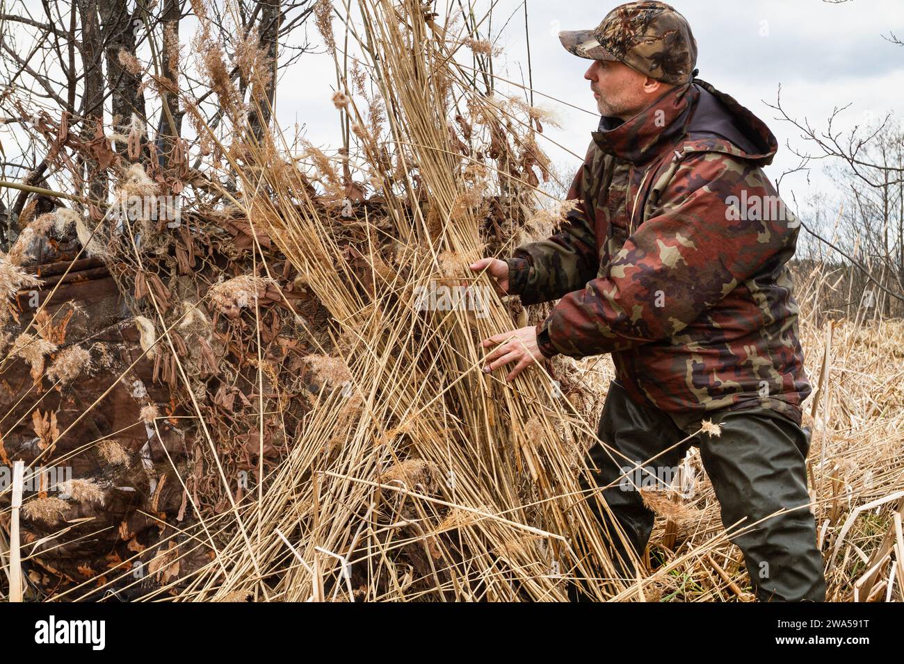 A duck hunter puts an armful of dry reeds on his hunting blind. He disguises his hiding place for hunting. Around - a swamp overgrown with reeds. Stock Photo