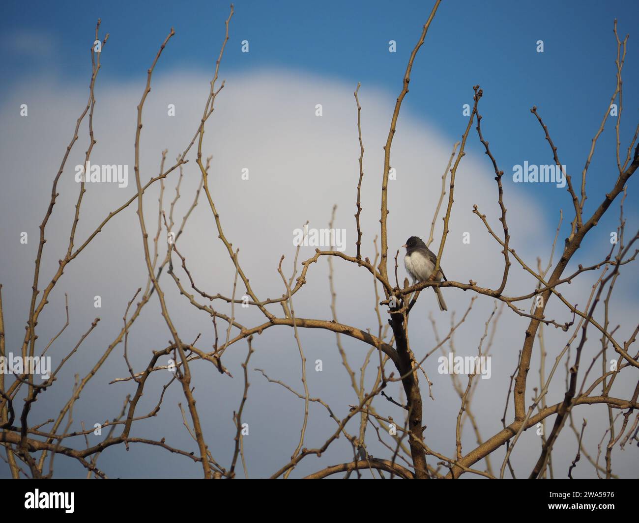 Junco bird in a tree Stock Photo