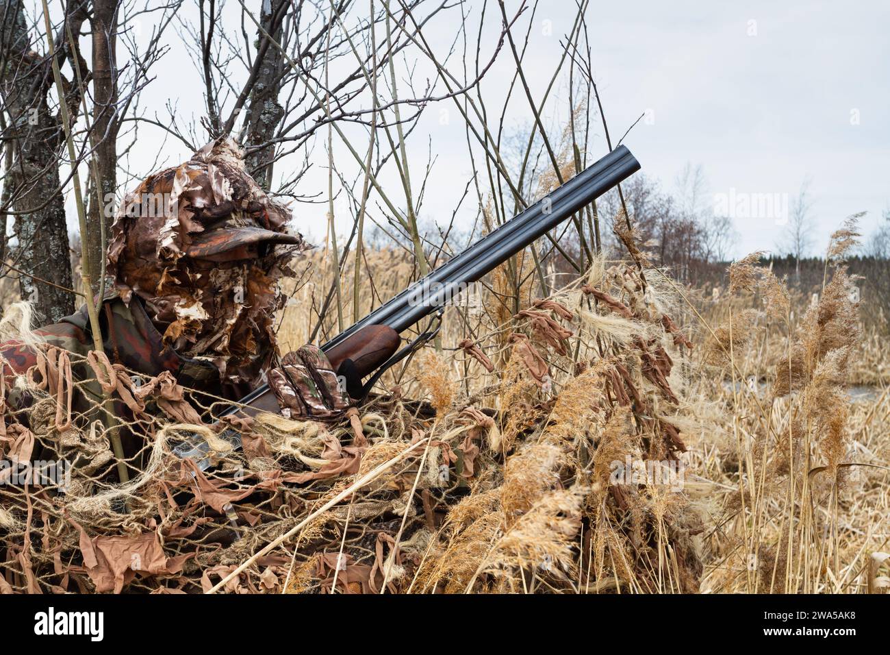 A camouflaged duck hunter sits in a masked hideout. He's holding a shotgun. Stock Photo