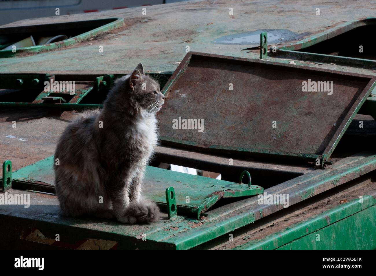 Grey and white adult long hair feral cat sitting upright in the sunshine on a green garbage dumpster. Stock Photo