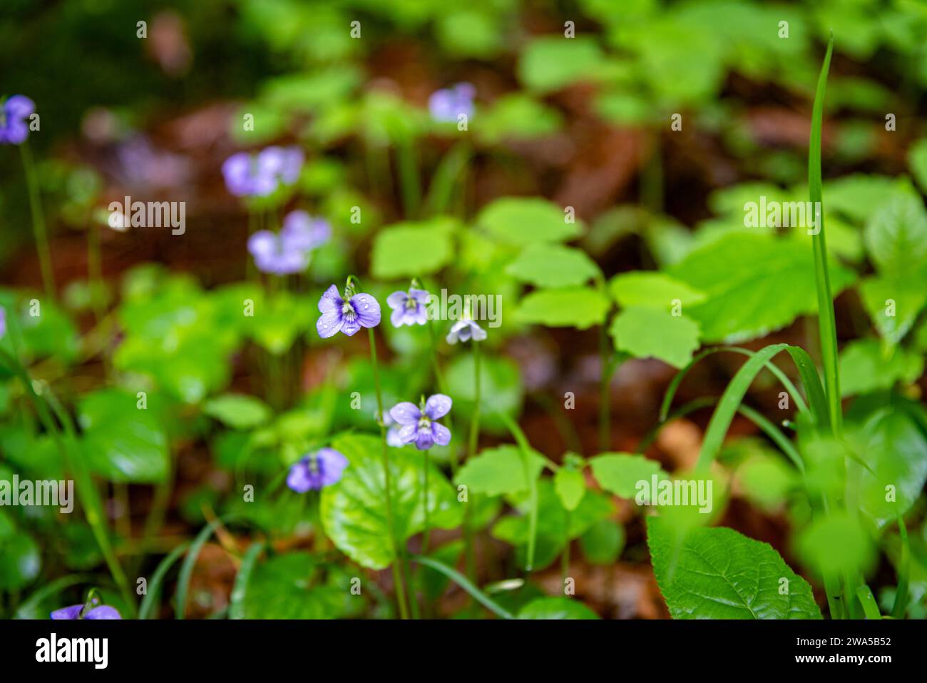 Delicate Marsh Blue Violets Stock Photo