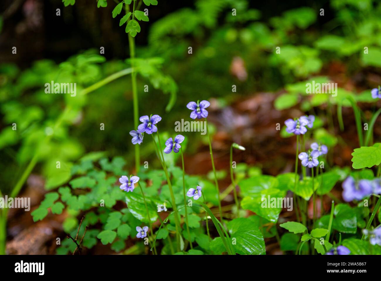 Group of Marsh Blue Violets Stock Photo
