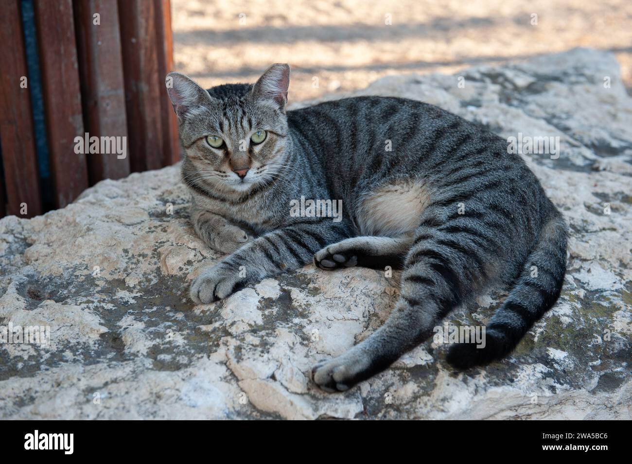 Tiger Cat Kitty Lying Looking Sweet Stock Image - Image of stripes, grey:  127787465