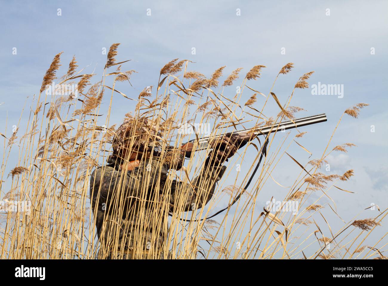 In late autumn, the grass on the lake shore turned yellow. A duck hunter stands behind a thicket of reeds and takes aim with his shotgun. Against the Stock Photo