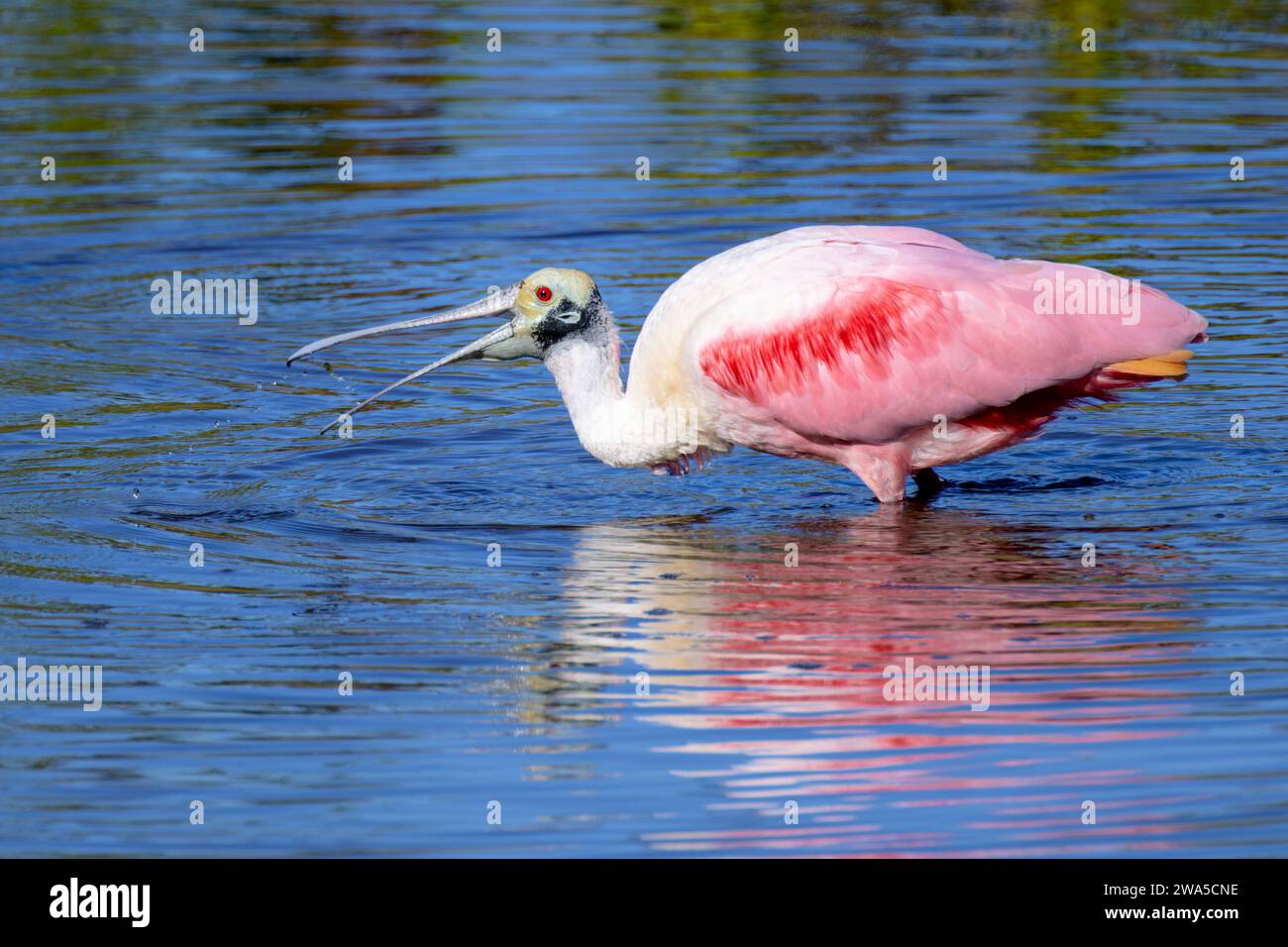 Roseate Spoonbill (Platalea ajaja)catching food in water with reflection, Merrit island, Florida, USA. Stock Photo
