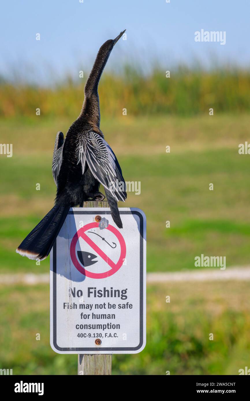 Anhinga (Anhinga anhinga) perched on a no fishing sign plate at Lake Apopka, Florida, USA. Stock Photo