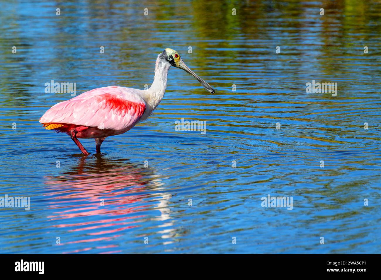 Roseate Spoonbill (Platalea ajaja) standing in water with reflection, Merrit island, Florida, USA. Stock Photo