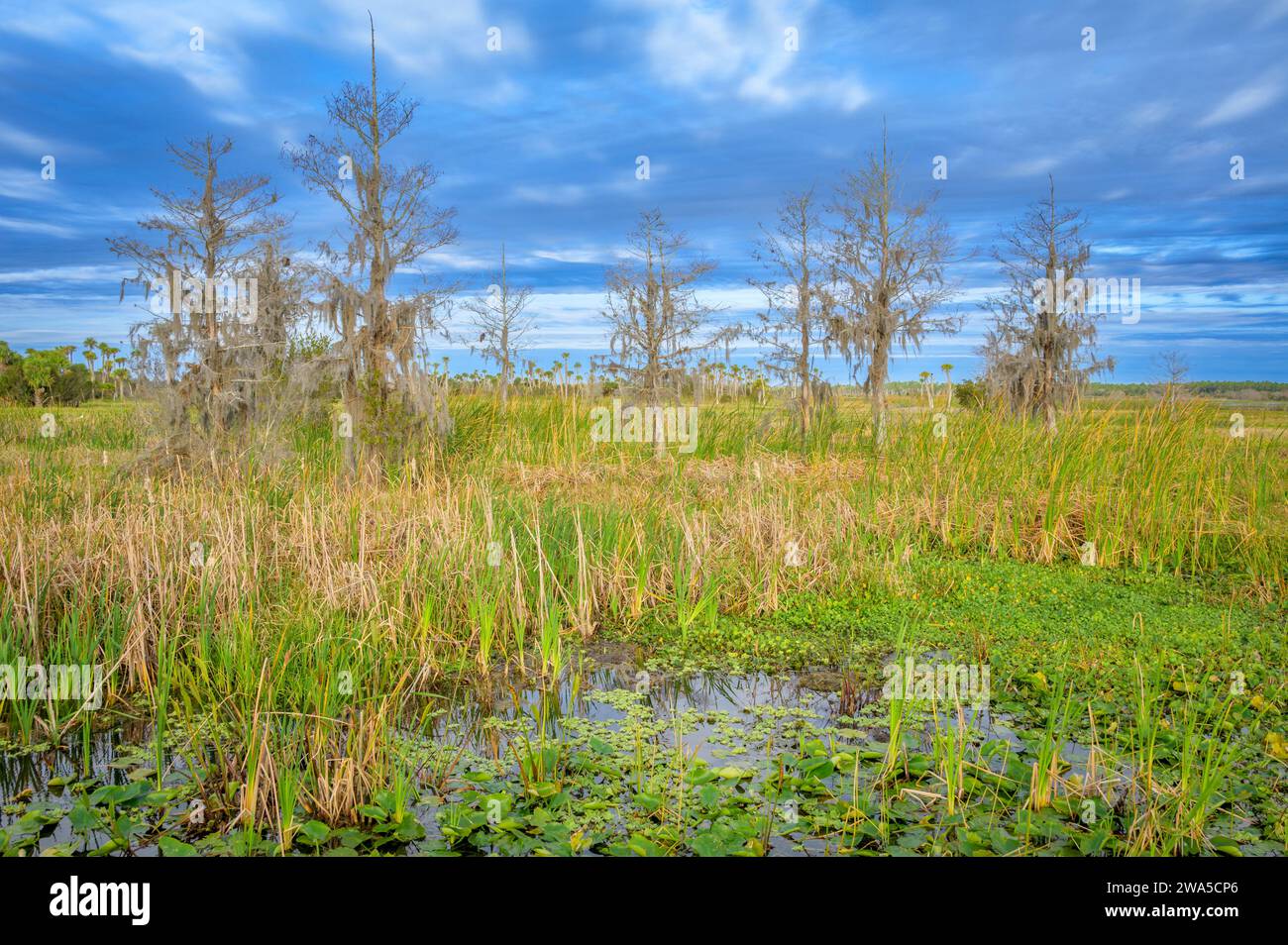 Typical wetland landscape, Florida, USA. Stock Photo