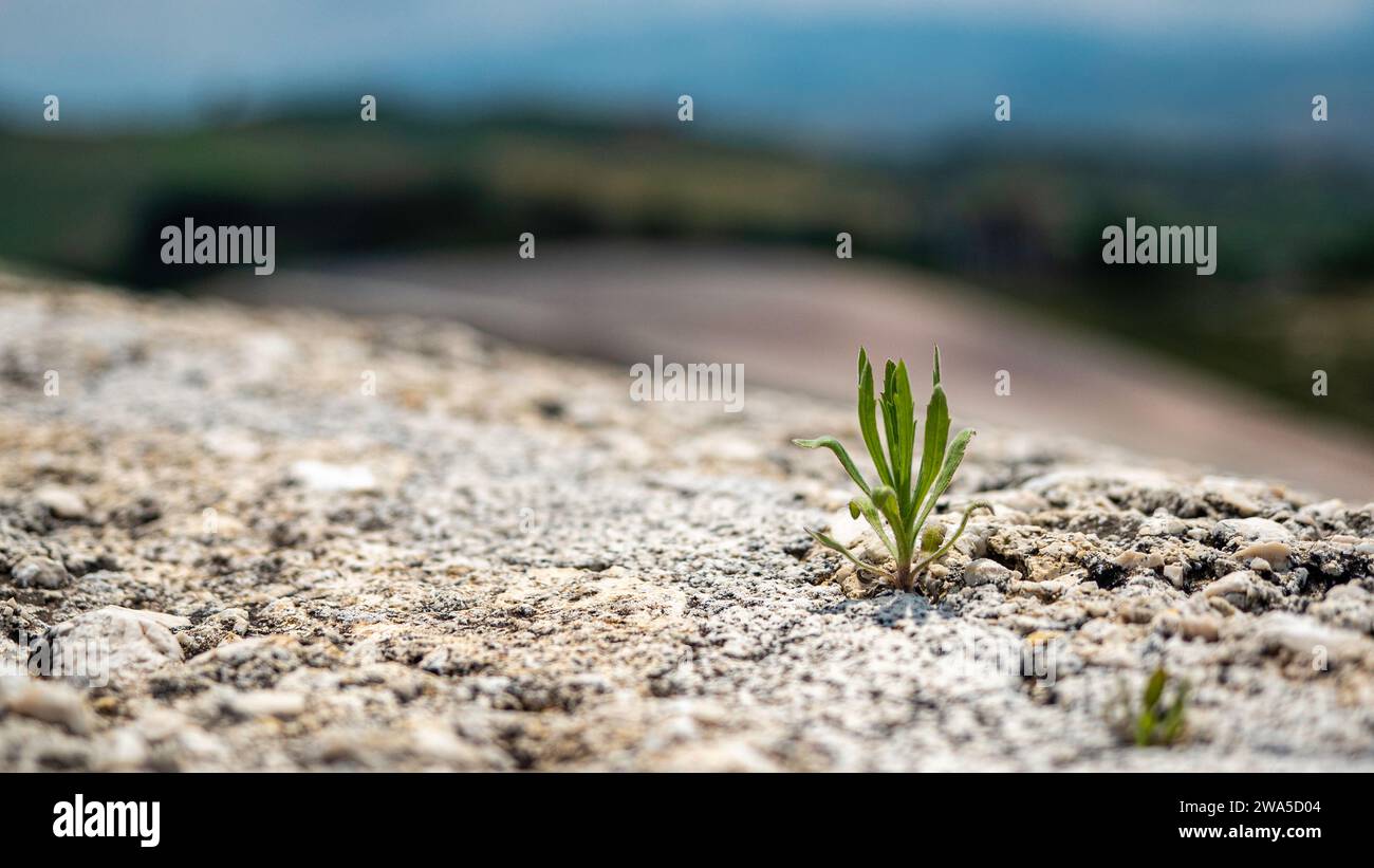 Gibellina 2023. Tiny plant inside, from the Cretto, or croack, of Burri. Structure built after the 1968 earthquake. August 2023 Sicily, Italy Stock Photo